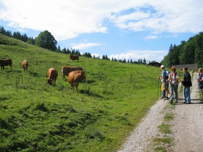 Almkühe, 2004 © Heinz Ramacher Kühe auf dem Weg zur Weißwand