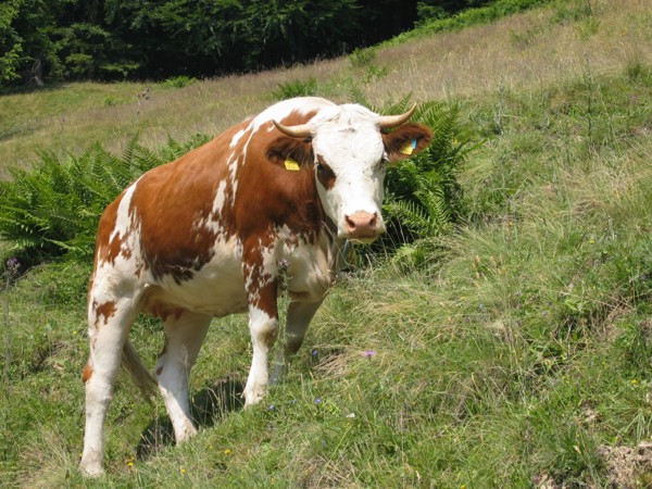Kuh auf der Illinger Alm am Zwölferhorn, 2006 © Heinz Ramacher Kuh auf der Illinger Alm