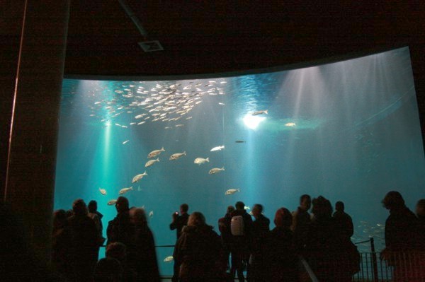 Aquarium im Meeresmuseum Stralsund, 2009 © Heinz Ramacher Riesiges Aquarium im Meeresmuseum