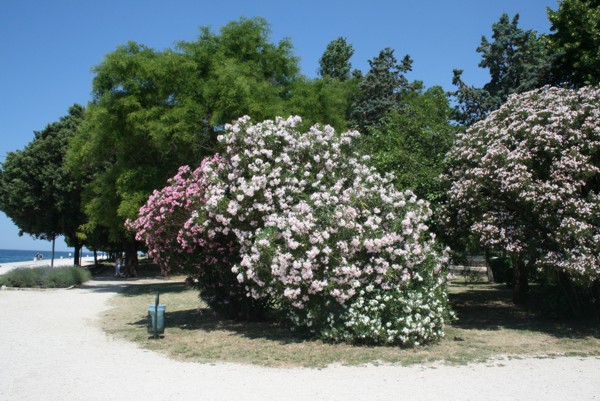Uferpromenade in Zadar, 2010 © Heinz Ramacher Uferpromenade in Zadar