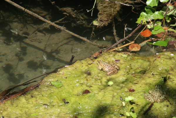 Frösche bei den Krka-Wasserfällen, 2010 © Heinz Ramacher Frösche bei den Krka-Wasserfällen