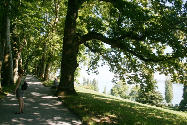 Baumallee auf der Insel Mainau