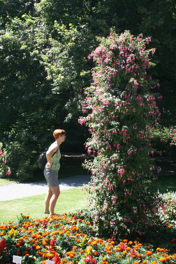 Riesige Fuchsia auf der Insel Mainau, 2010 © Heinz Ramacher Riesige Fuchsia auf der Insel Mainau