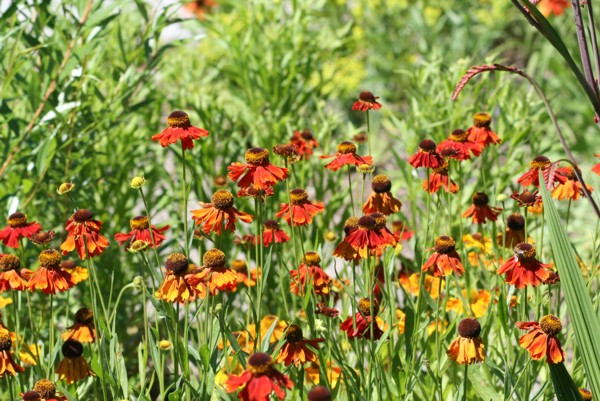 Blumen auf der Insel Mainau, 2010 © Heinz Ramacher Orange Blumen Insel Mainau