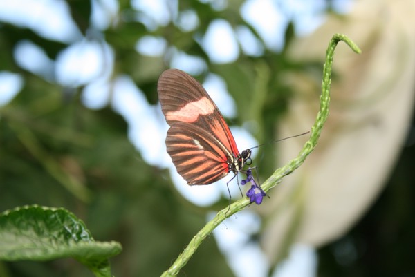 Schmetterling im Schmetterlingshaus auf der Insel Mainau, 2010 © Heinz Ramacher Schmetterling im Schmetterlingshaus