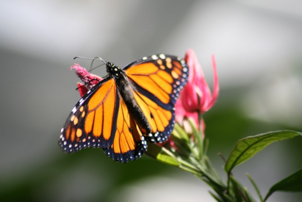 Schmetterling im Schmetterlingshaus auf der Insel Mainau, 2010 © Heinz Ramacher Schmetterling im Schmetterlingshaus