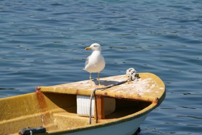 Möwe auf Fischerboot in Novalja, 2010 © Heinz Ramacher Möwe auf Fischerboot in Novalja