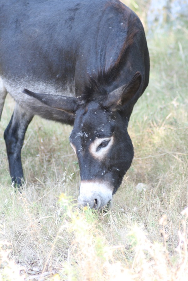 Noch ein Esel auf Dugi Otok, 2010 © Heinz Ramacher Esel auf Dugi Otok