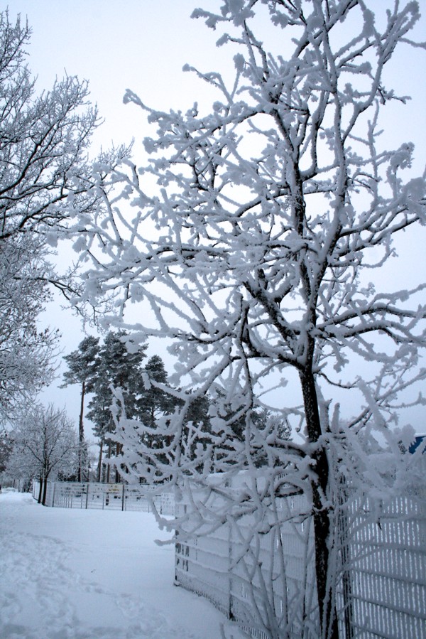 Winterimpression Zingst, 2010 © Heinz Ramacher Winter in Zingst