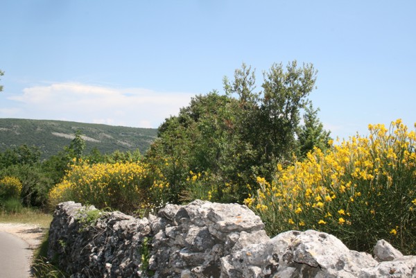 blühender Ginster an der Strasse nach Lubenice, 2011 © Heinz Ramacher blühender Ginster an der Strasse nach Lubenice