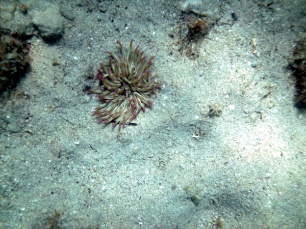 Condylactis aurantiaca, Sandgoldrose 2012 © Heinz Ramacher Condylactis aurantiaca