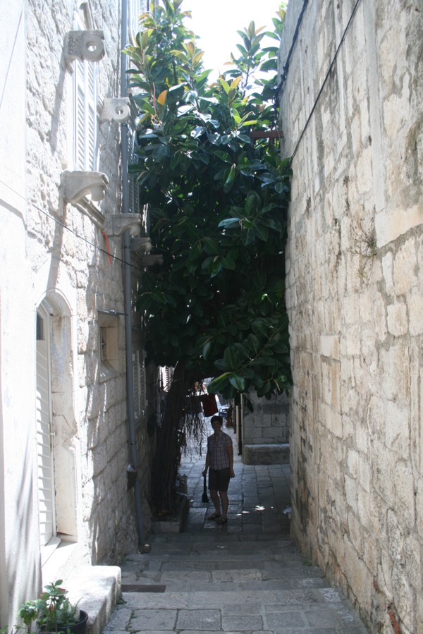 Gummibaum in einer Gasse in Korcula, 2012 © Heinz Ramacher Gummibaum in einer Gasse in Korcula