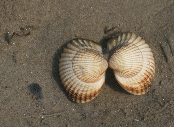 Muschel im Sand, 2012 © Heinz Ramacher Muschel im Sand