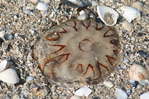 Das Wasser ist weg, Qualle auf dem Trockenen, 2012 © Heinz Ramacher Das Wasser ist weg, Qualle auf dem Trockenen