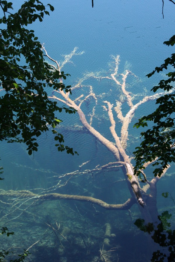 Toter Baum im See, Nationalpark Plitvice, 2012 © Heinz Ramacher Toter Baum im See, Nationalpark Plitvice