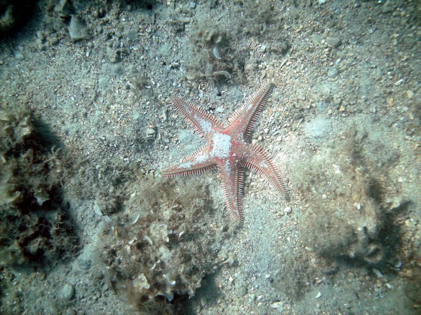 roter Kammseestern, Astropecten aranciacus, 2013 © Heinz Ramacher roter Kammseestern, Astropecten aranciacus