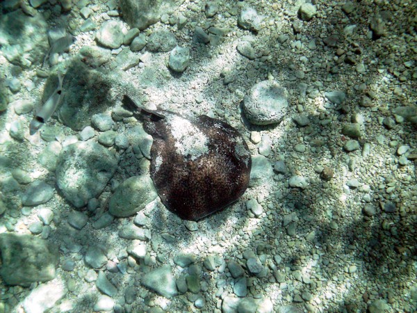 marmorierter Zitterrochen ( Torpedo marmorata) , 2013 © Heinz Ramacher marmorierter Zitterrochen, Torpedo marmorata